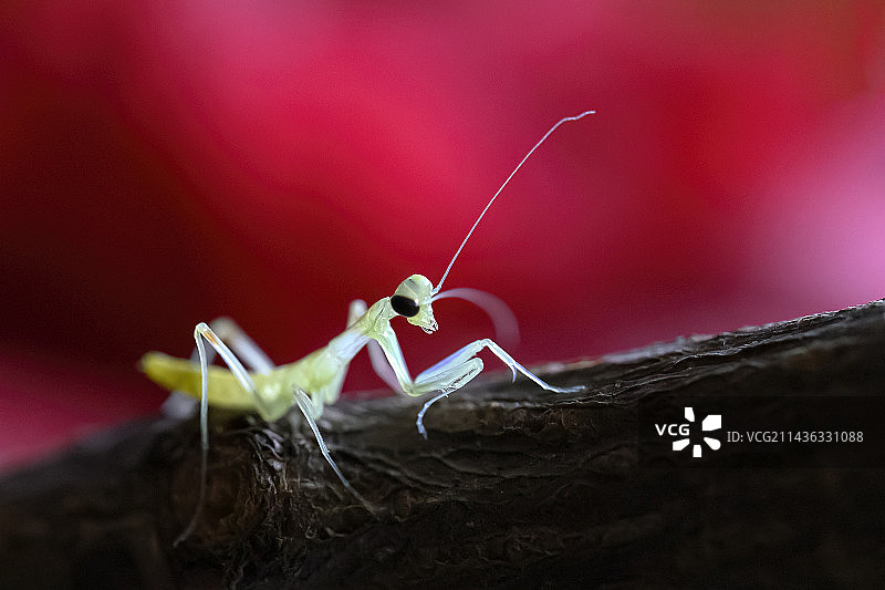 一龄段小螳螂图片素材
