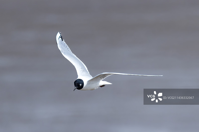 飞行中的黑嘴鸥图片素材