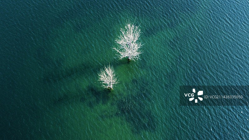 孤独的树图片素材