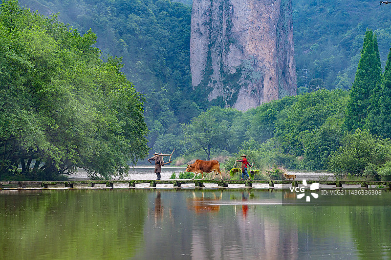 丽水缙云仙都朱潭山风景区老农牵牛图片素材