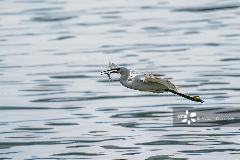 捕鱼的白鹭图片素材