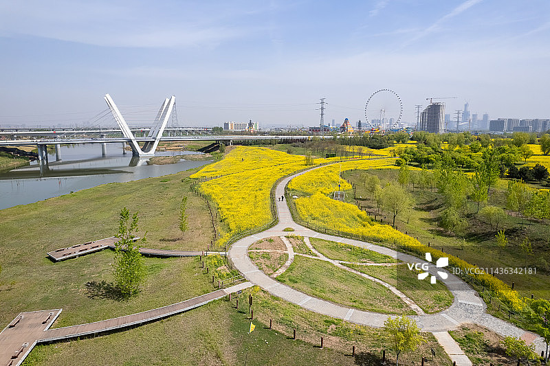 陕西省西安市西咸新区沣河生态公园油菜花图片素材