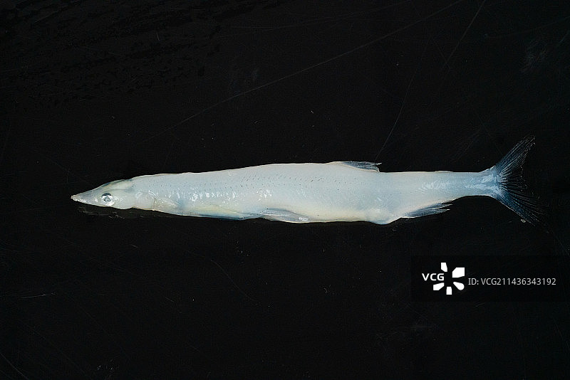 小银鱼图片素材