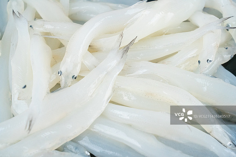 小银鱼图片素材