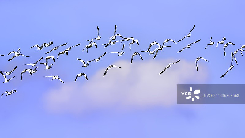 反嘴鹬鸟群图片素材