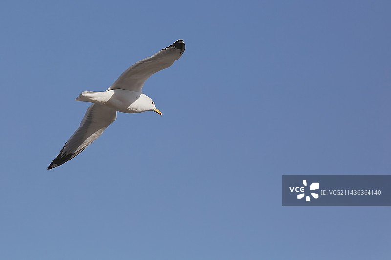 海鸥图片素材