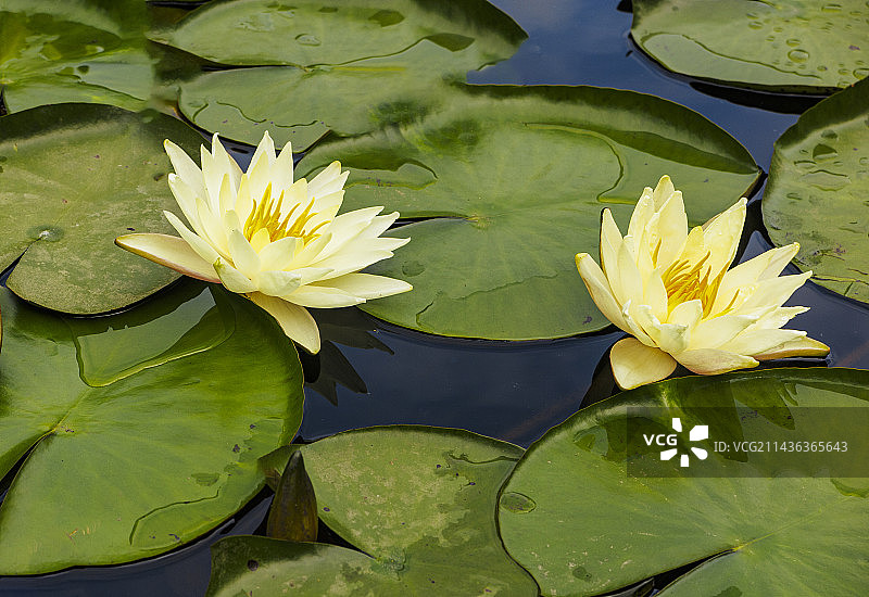 5月，初夏盛开的睡莲，莲花，出污泥而不染图片素材
