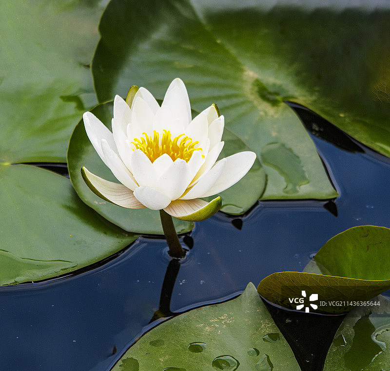 5月，初夏盛开的睡莲，莲花，出污泥而不染图片素材