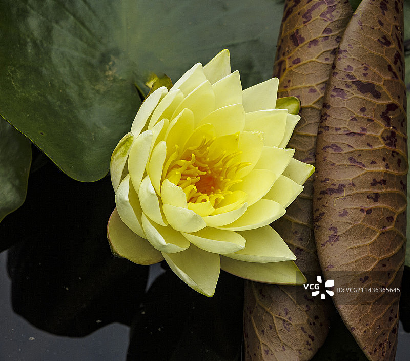 5月，初夏盛开的睡莲，莲花，出污泥而不染图片素材