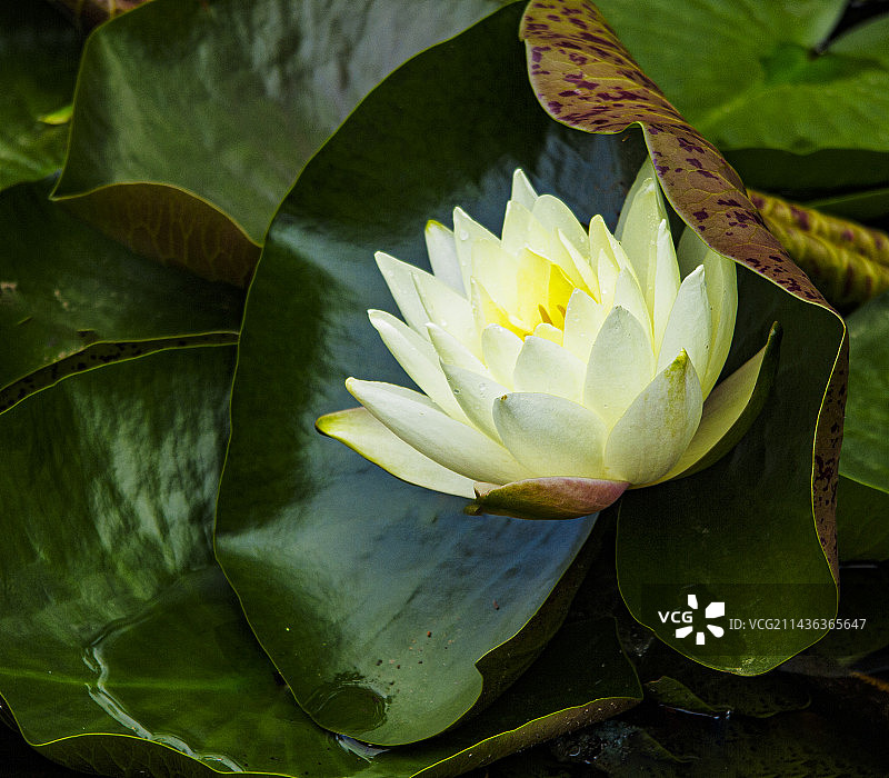 5月，初夏盛开的睡莲，莲花，出污泥而不染图片素材