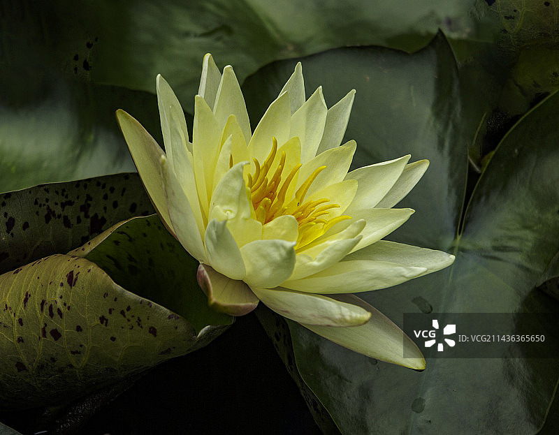 5月，初夏盛开的睡莲，莲花，出污泥而不染图片素材
