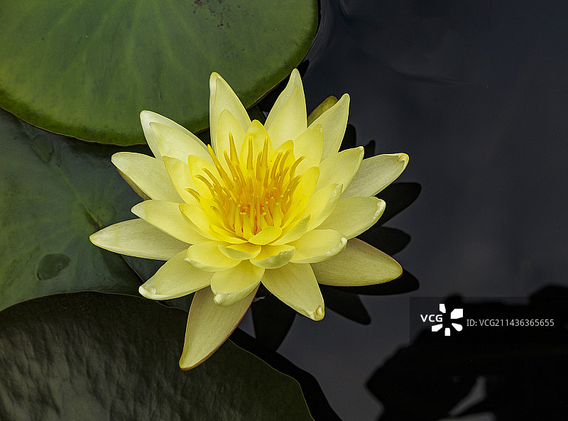 5月，初夏盛开的睡莲，莲花，出污泥而不染图片素材