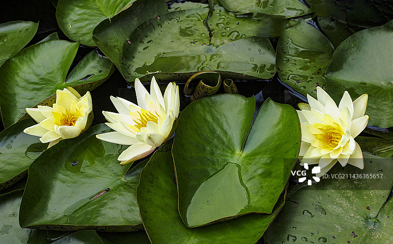 5月，初夏盛开的睡莲，莲花，出污泥而不染图片素材