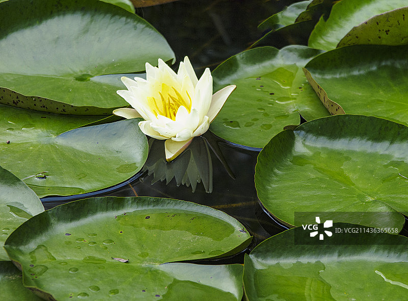 5月，初夏盛开的睡莲，莲花，出污泥而不染图片素材