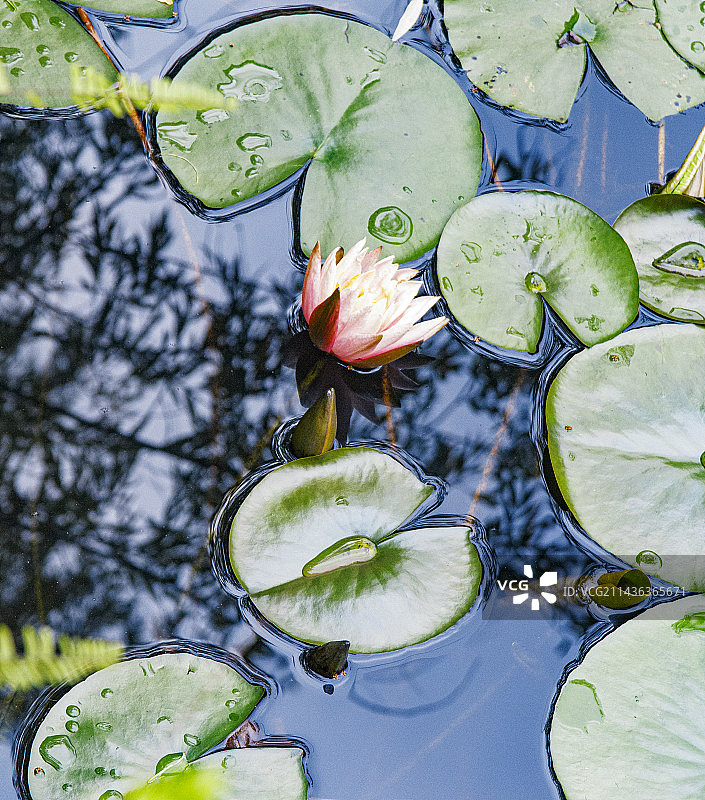 5月，初夏盛开的睡莲，莲花，出污泥而不染图片素材