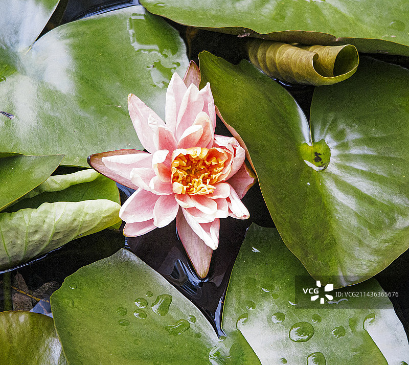 5月，初夏盛开的睡莲，莲花，出污泥而不染图片素材