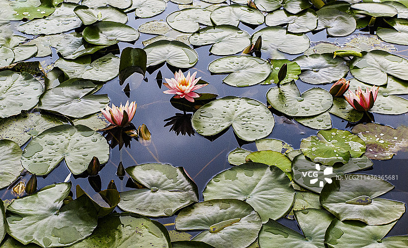 5月，初夏盛开的睡莲，莲花，出污泥而不染图片素材