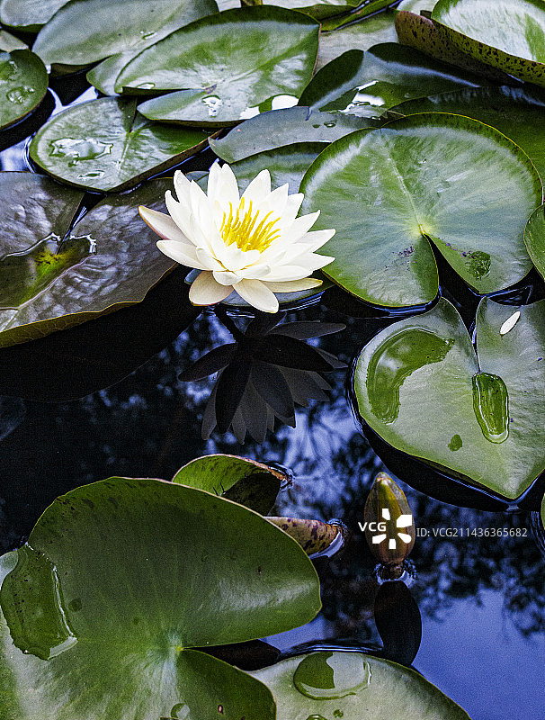 5月，初夏盛开的睡莲，莲花，出污泥而不染图片素材