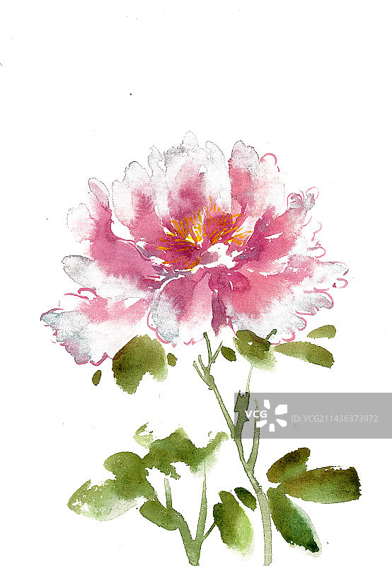 粉色的牡丹花图片素材