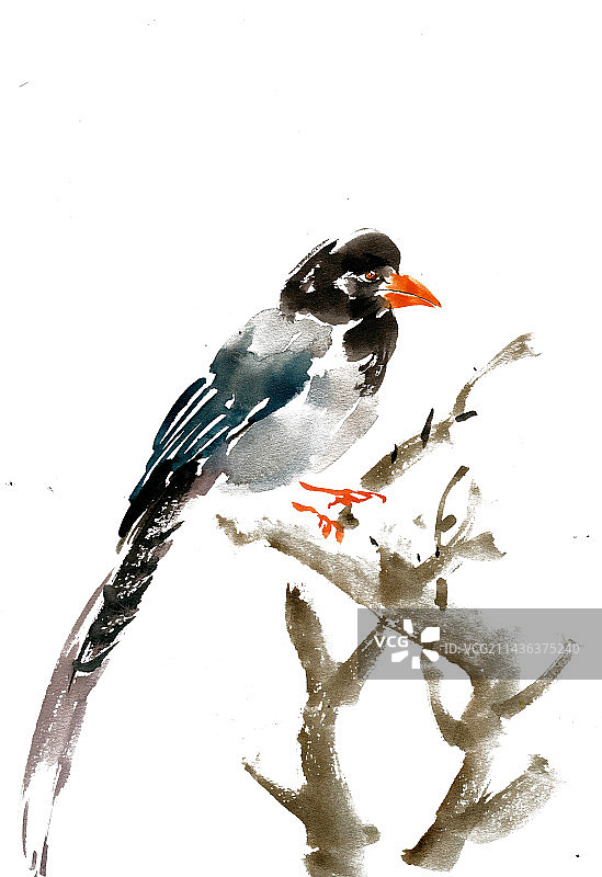 树枝上的小鸟图片素材