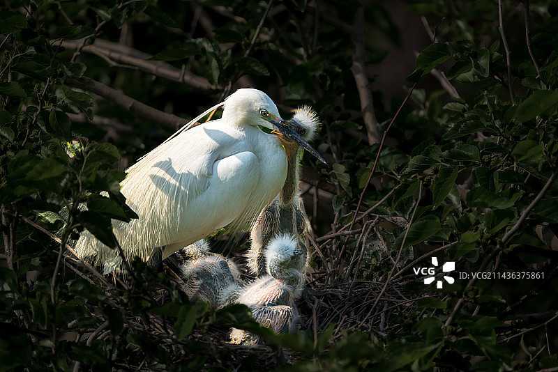 饿急了!图片素材