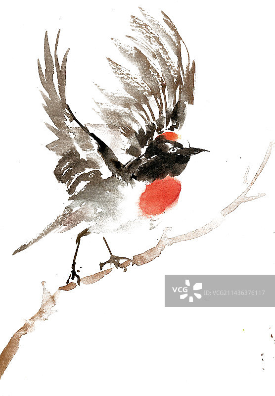 展翅的小鸟图片素材