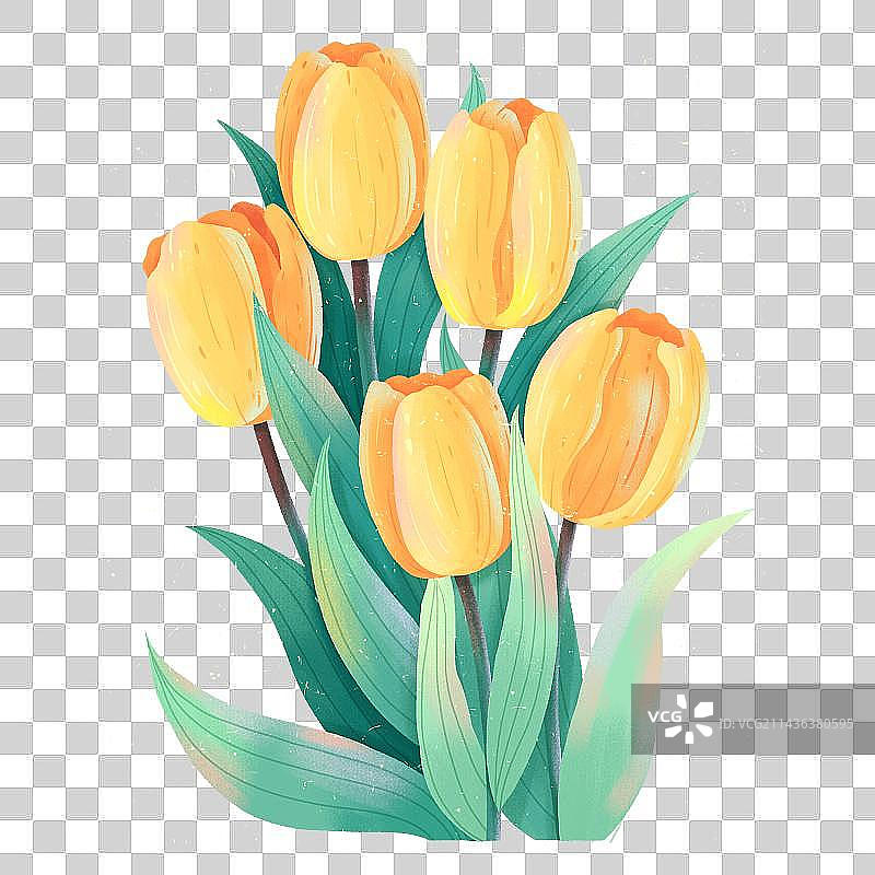 肌理风郁金香插画图片素材