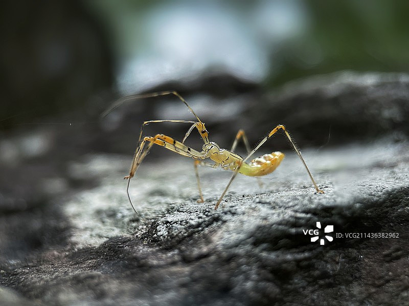 悠闲自在的猎蝽小幼虫图片素材
