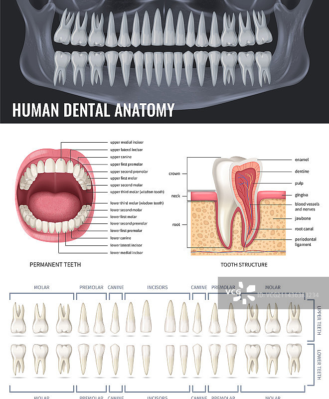 逼真的人类牙齿图片素材