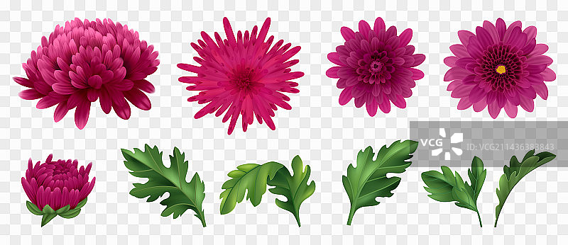 逼真菊花套装图片素材