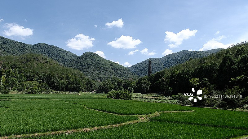 天台山稻田图片素材