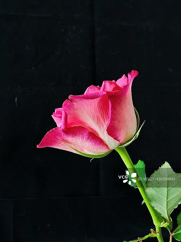 粉红色玫瑰花暗背景下的特写镜头图片素材