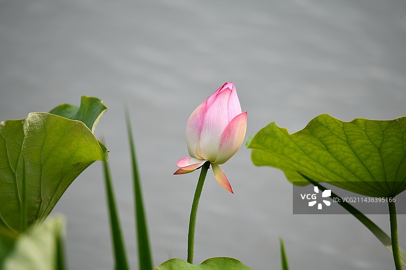 不染·荷图片素材