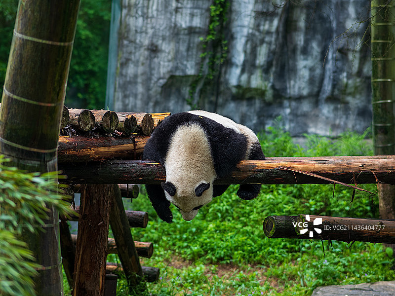 瞌睡的熊猫图片素材