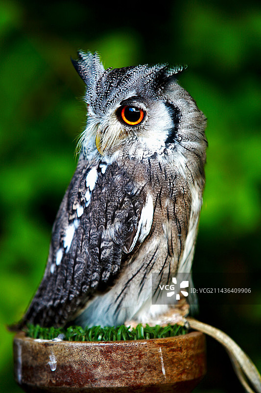 猫头鹰图片素材