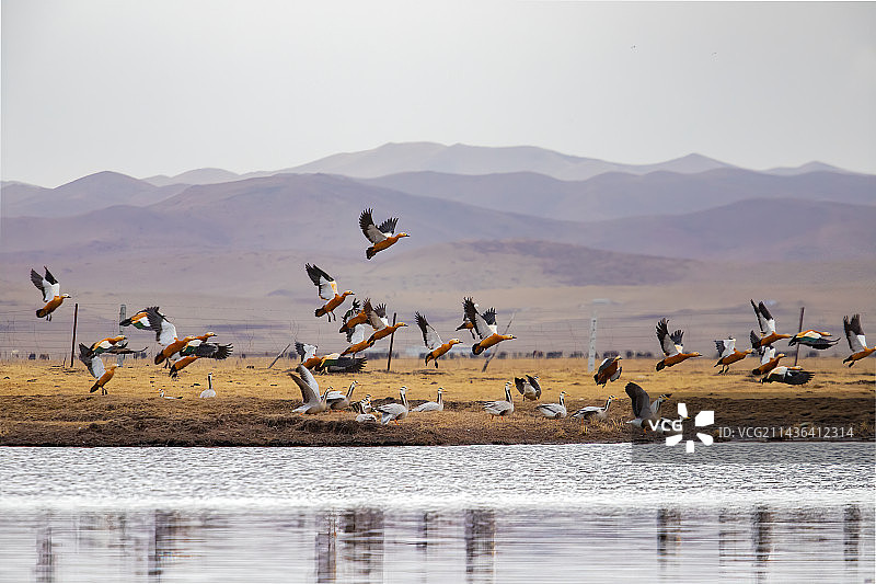 甘南藏族自治州玛曲县湿地保护区候鸟斑头雁和赤麻鸭图片素材