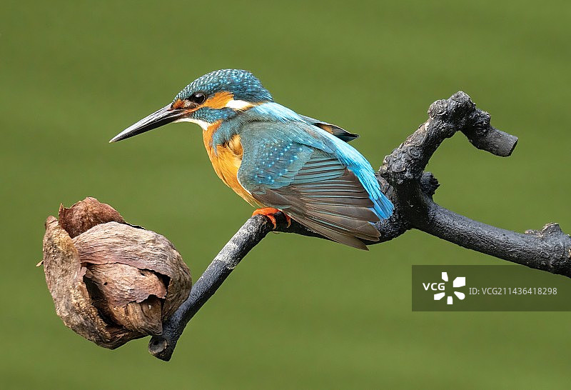 深圳人民公园拍小翠图片素材