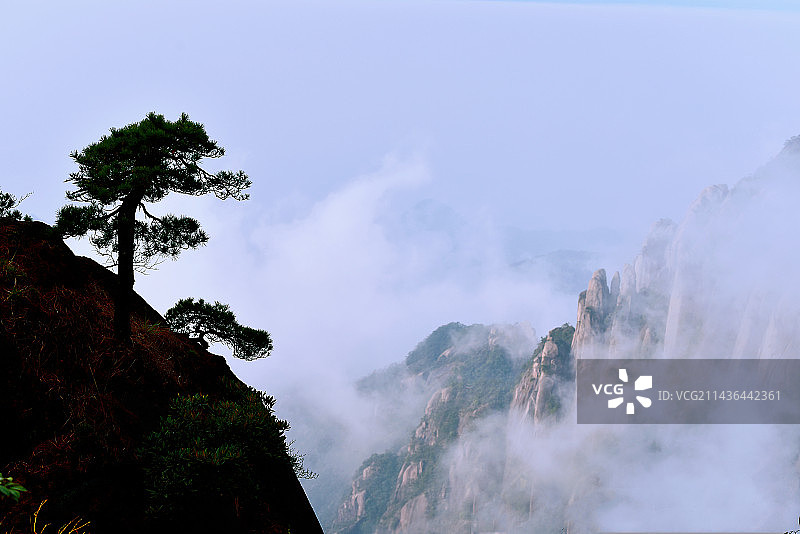 三清山·松树的呼唤图片素材