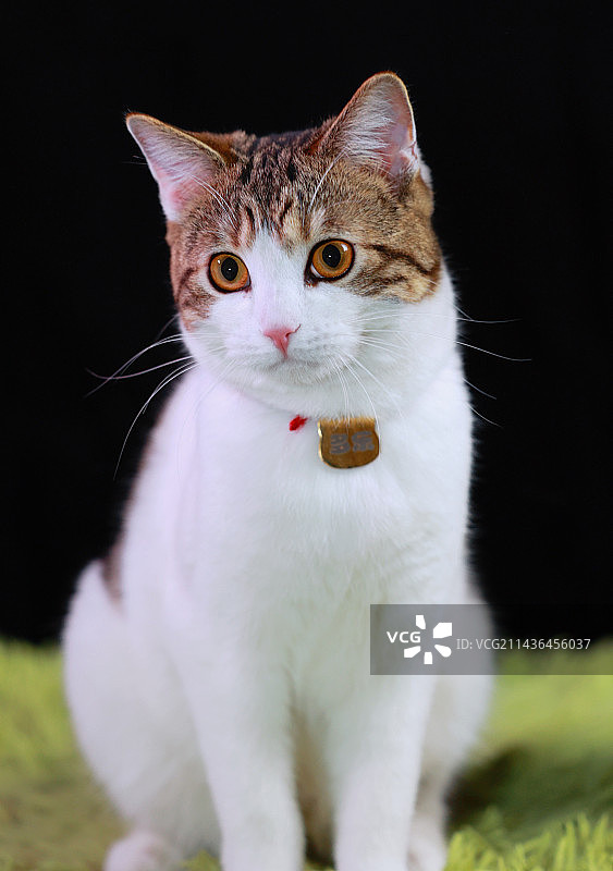 小猫咪图片素材