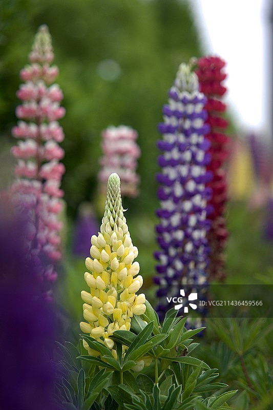羽扇豆 Lupinus micranthus Guss图片素材