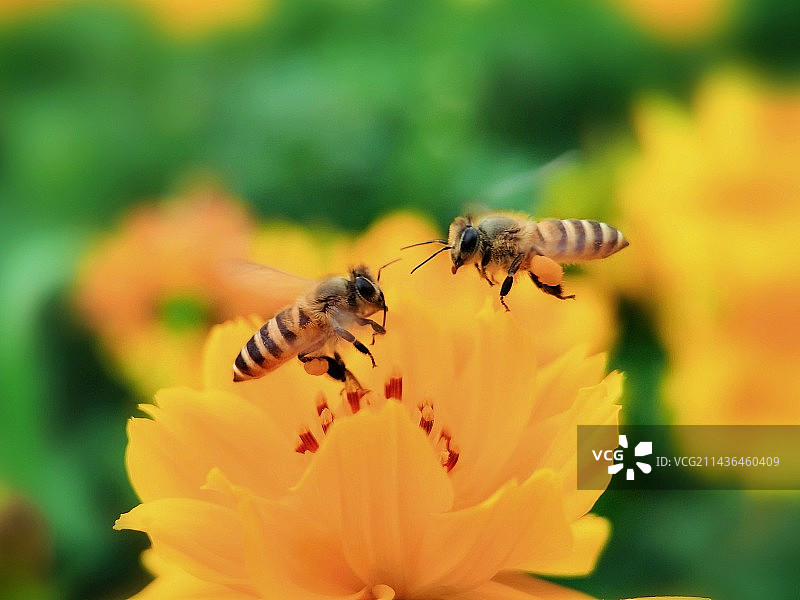 红花蕊里蜜蜂歌图片素材