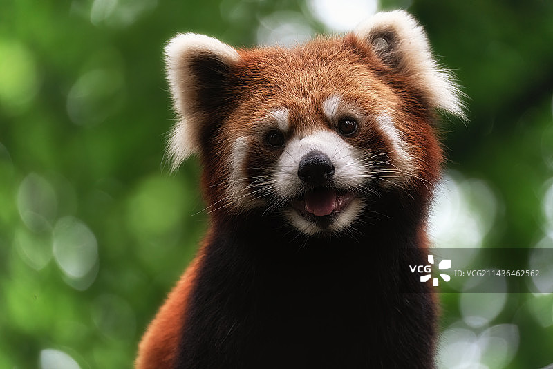 小熊猫图片素材