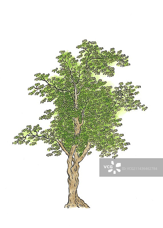 手绘树木插画图片素材