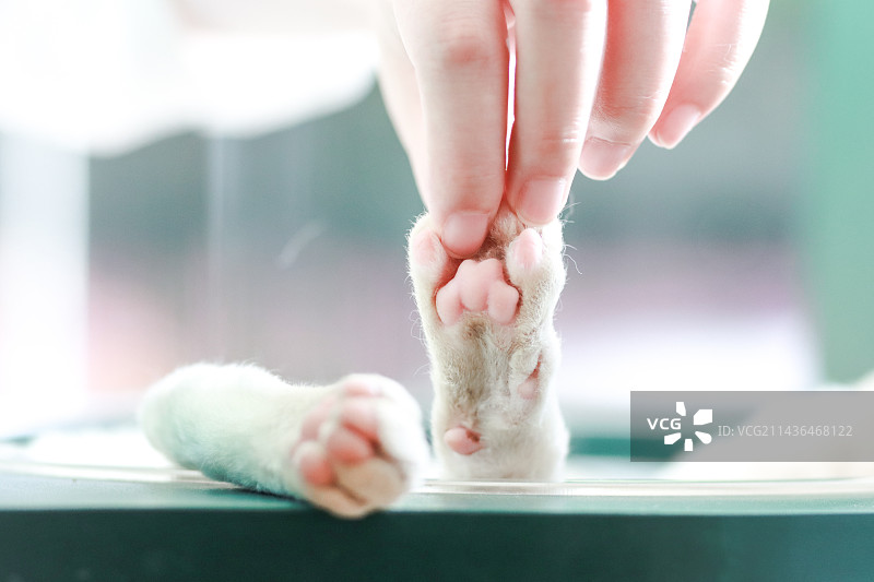 爱心型猫爪图片素材