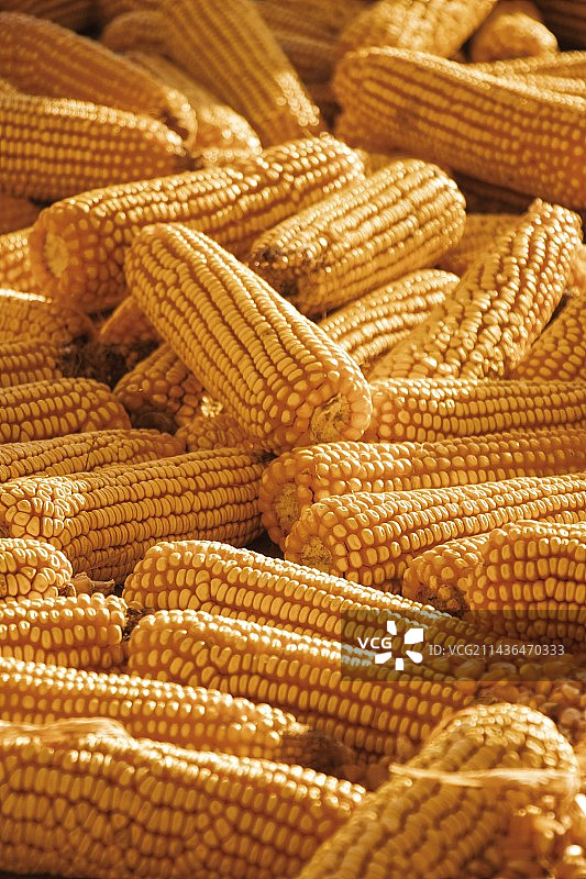 晒玉米图片素材