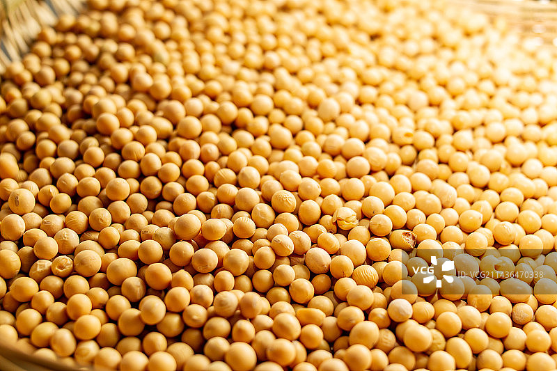 四川省绵阳市黄豆，大豆，豆制品，豆腐图片素材