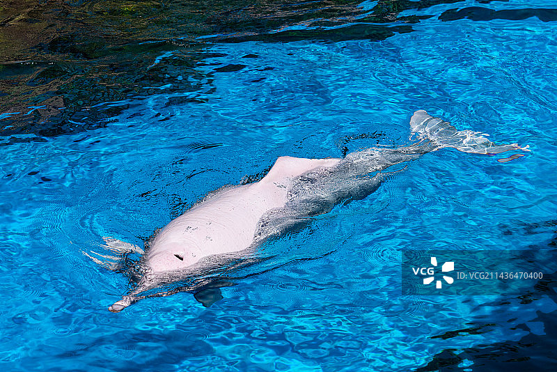 珠海长隆海洋王国中华白海豚图片素材
