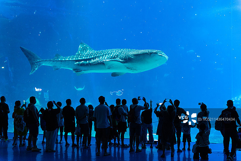 珠海海洋王国鲸鲨馆在观赏海洋动物的游客图片素材