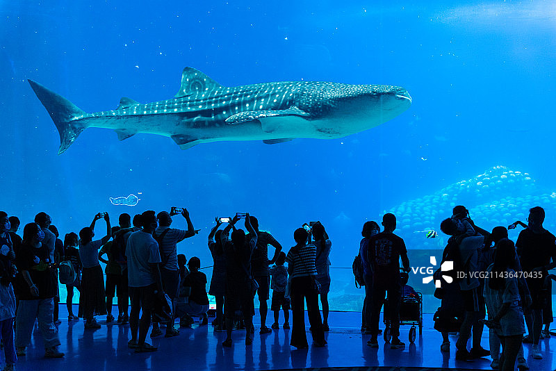 珠海海洋王国鲸鲨馆在观赏海洋动物的游客图片素材