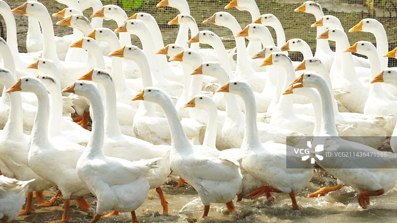 红树林中的鸭子图片素材